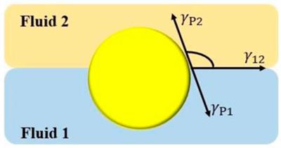 Interfacial properties of protein particles at fluid/fluid interfaces and relationship with the stability of foams and emulsions